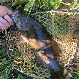 スモールマウスバス