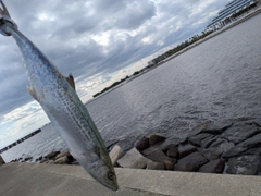 サゴシの釣果