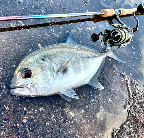 ギンガメアジの釣果