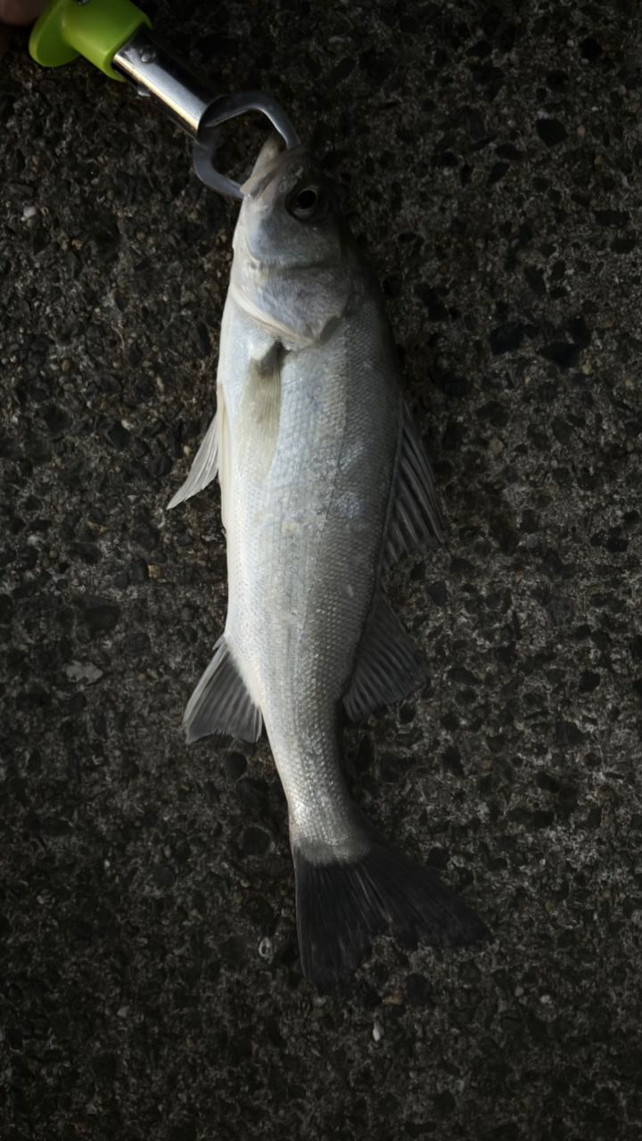 セイゴ（マルスズキ）