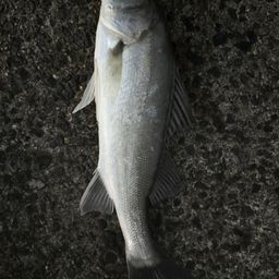 セイゴ（マルスズキ）