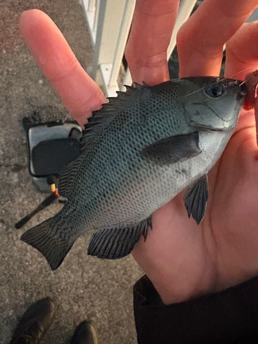 グレの釣果