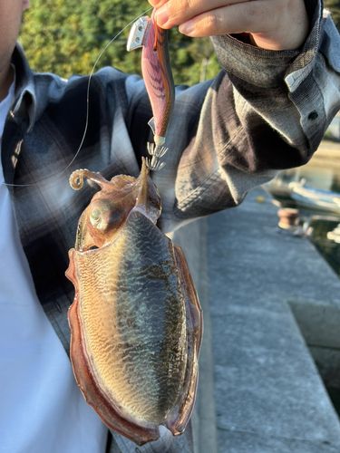 橘湾