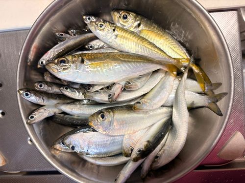 アジの釣果