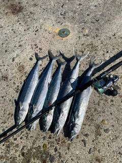 サゴシの釣果