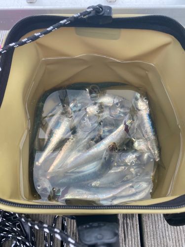 イワシの釣果
