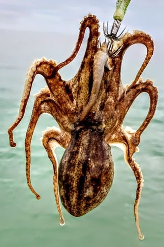 タコの釣果