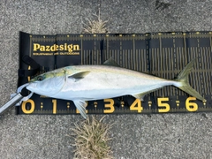 ワラサの釣果