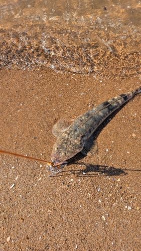 マゴチの釣果
