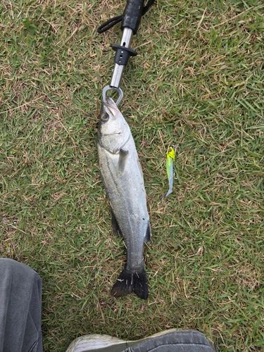 フッコ(マルスズキ)の釣果