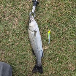 フッコ（マルスズキ）