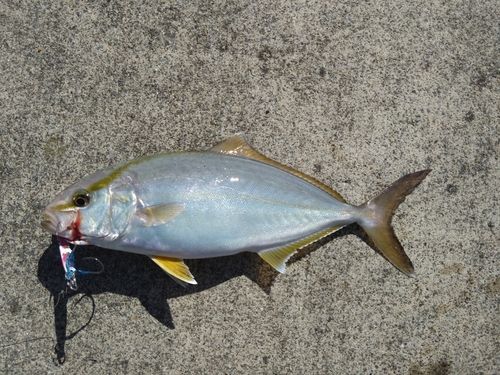 カンパチの釣果