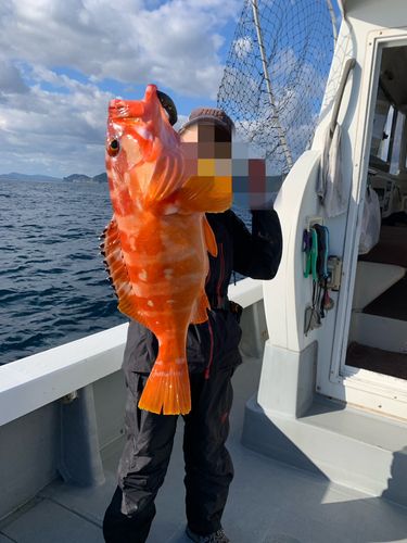 オオモンハタの釣果