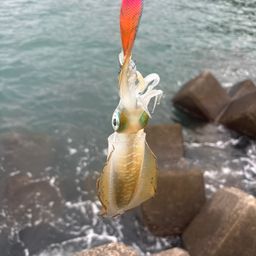 アオリイカ