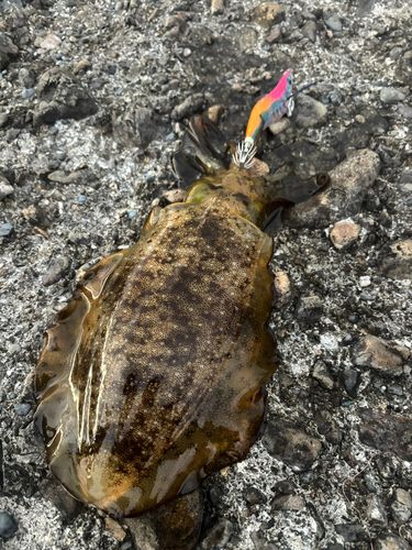 アオリイカの釣果