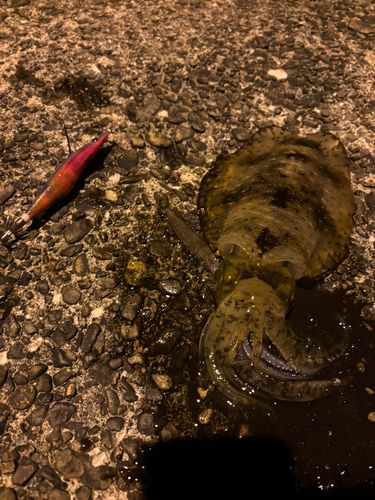 アオリイカの釣果