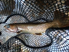 ニッコウイワナの釣果