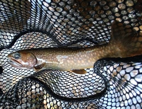 ニッコウイワナの釣果