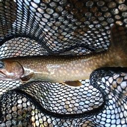 ニッコウイワナ