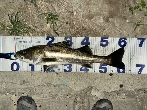 シーバスの釣果