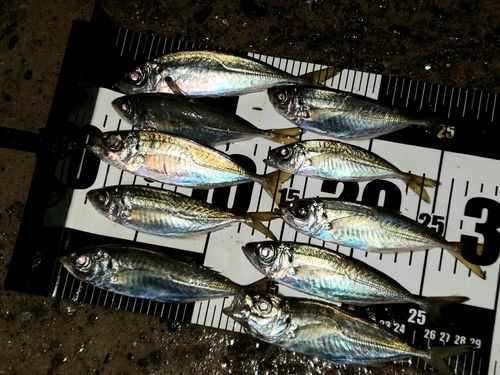 アジの釣果