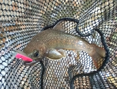 ニッコウイワナの釣果