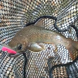 ニッコウイワナ