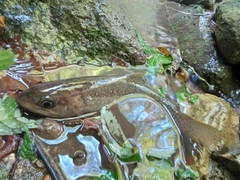ニッコウイワナの釣果