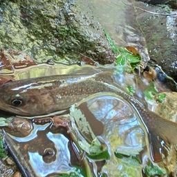 ニッコウイワナ