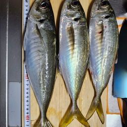 アジ