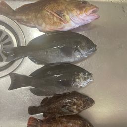 カサゴ