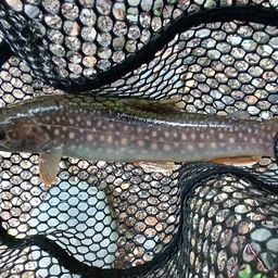 ニッコウイワナ