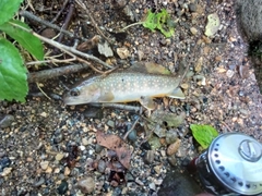 ニッコウイワナの釣果