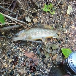 ニッコウイワナ