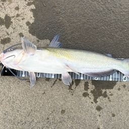 アメリカナマズ