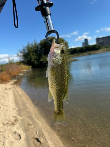 淀川天野川合流