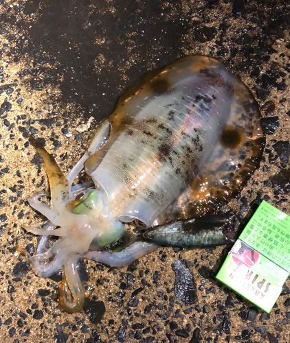アオリイカの釣果