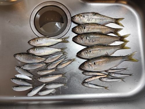 コノシロの釣果