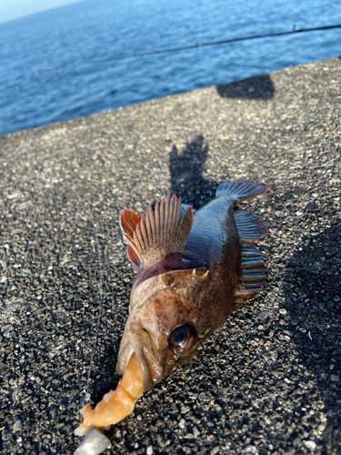 ムラソイの釣果