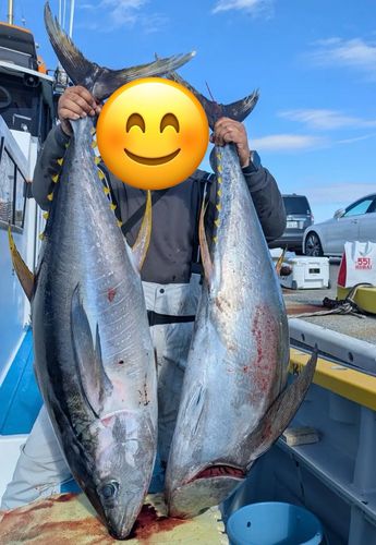 キハダマグロの釣果