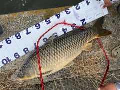 コイの釣果