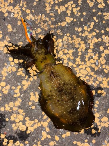 アオリイカの釣果