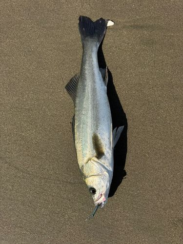 鹿島灘