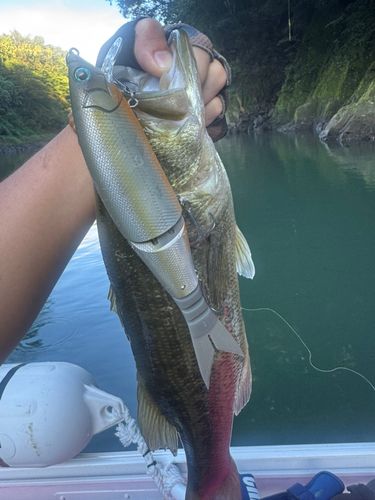 ブラックバスの釣果