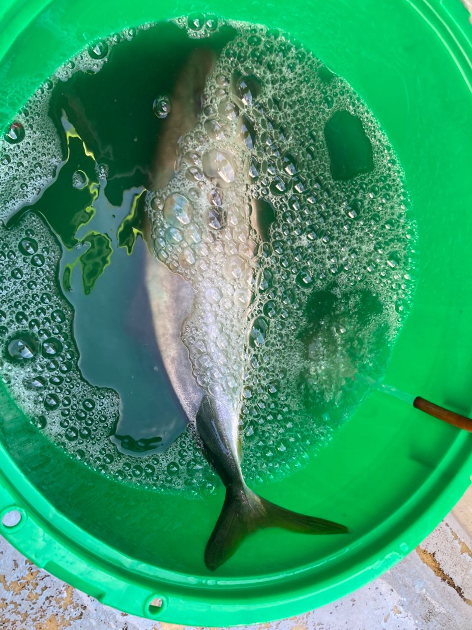 ライト君の晩御飯さんの釣果 2枚目の画像