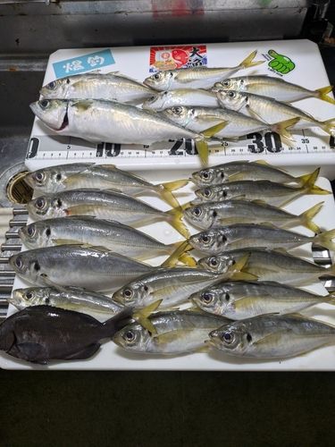 サバの釣果