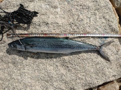 サゴシの釣果