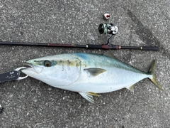 ブリの釣果