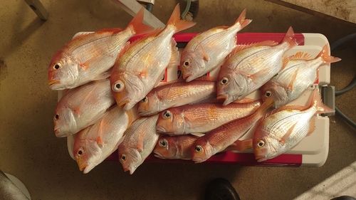 レンコダイの釣果