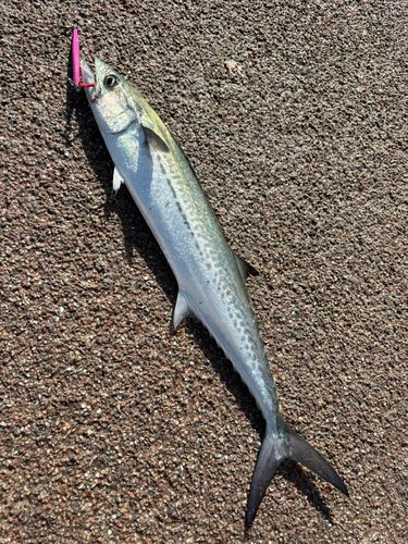 サゴシの釣果